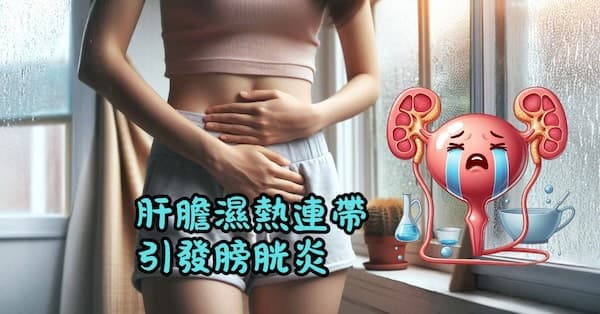 肝膽濕熱時,容易引發膀胱炎
